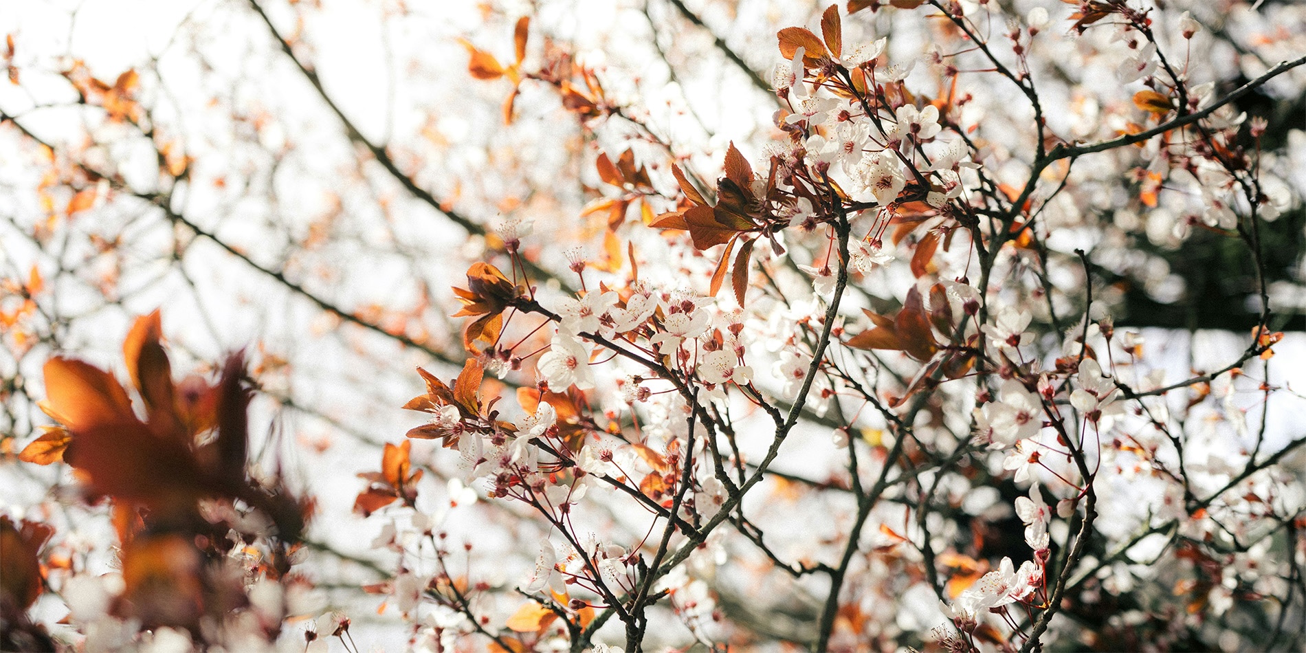 herfst takken